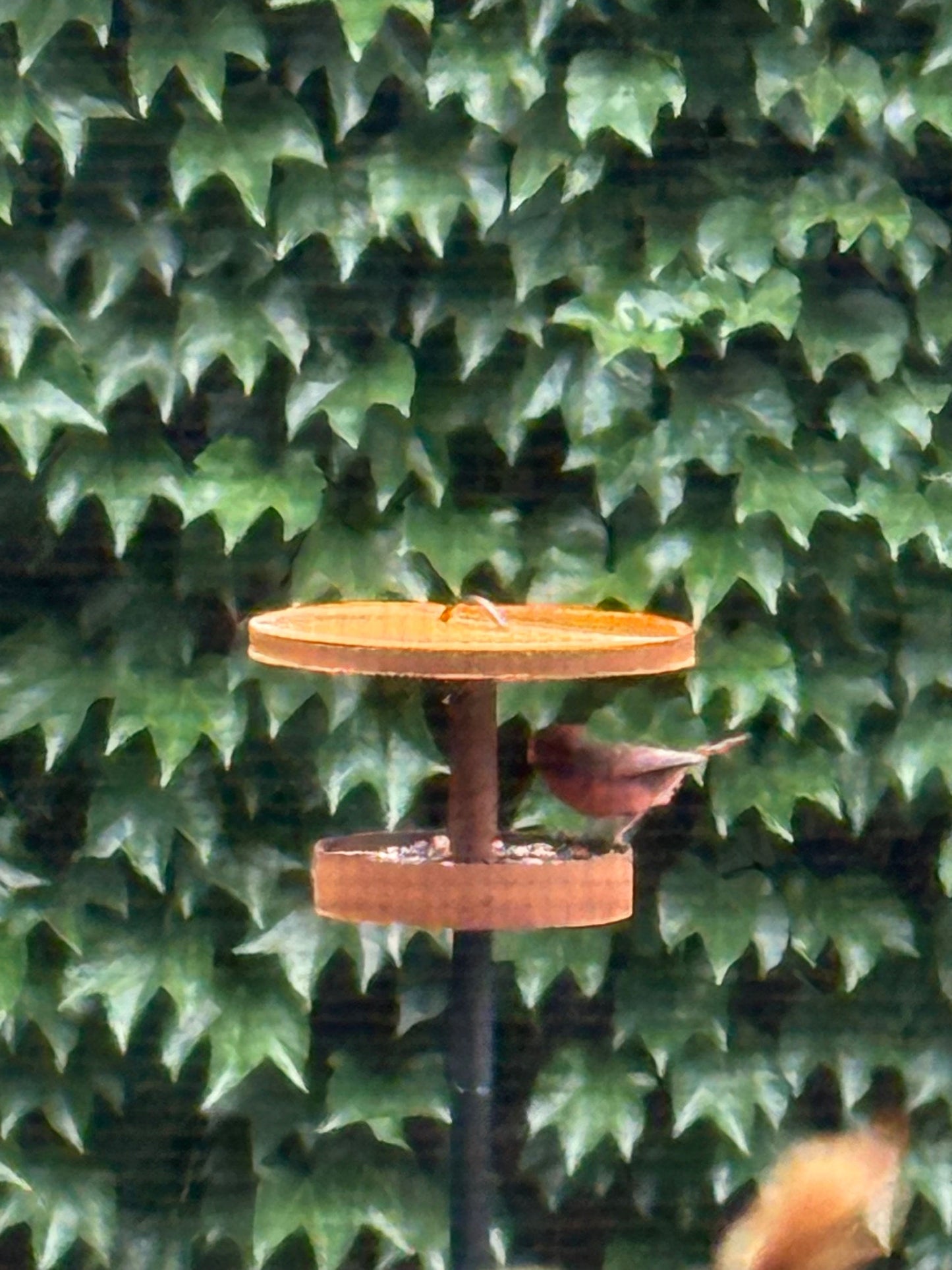 Modern Bird Feeder