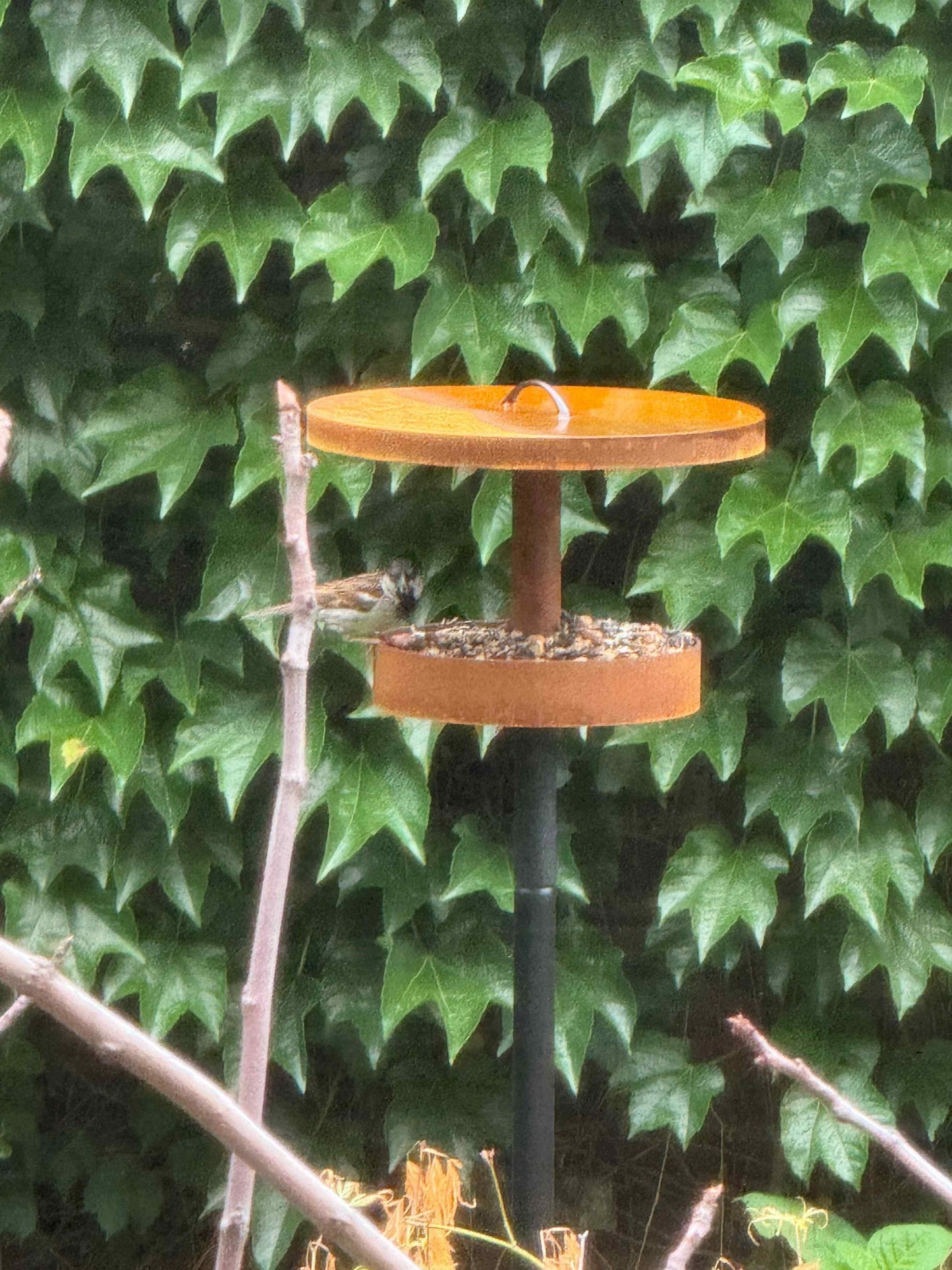 Modern Bird Feeder