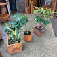 Square Planter