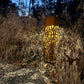 Solar Landscape Lighting