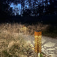 Solar Landscape Lighting