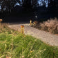 Solar Landscape Lighting