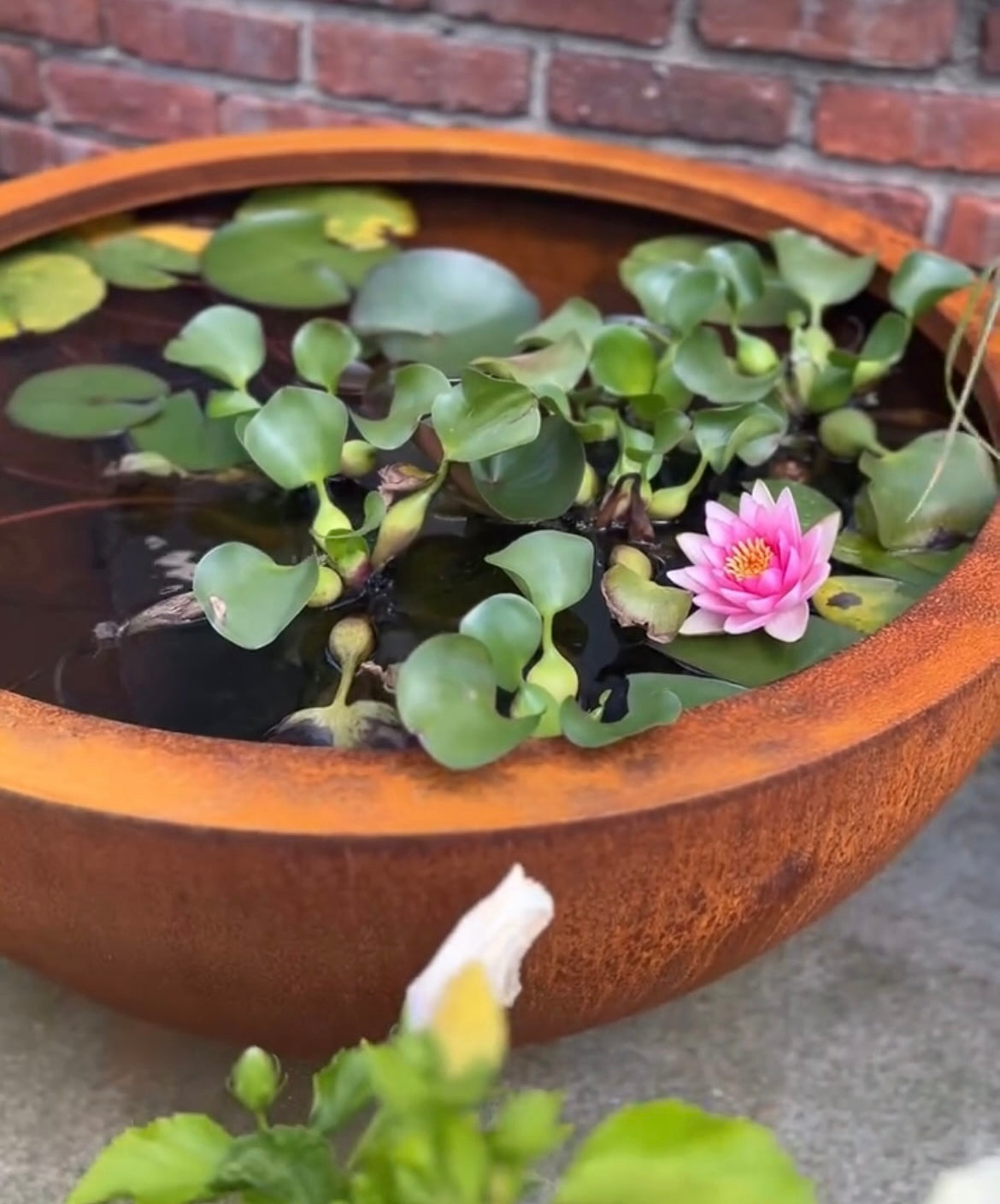 Corten Water Bowl