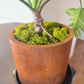 Round Corten Planter