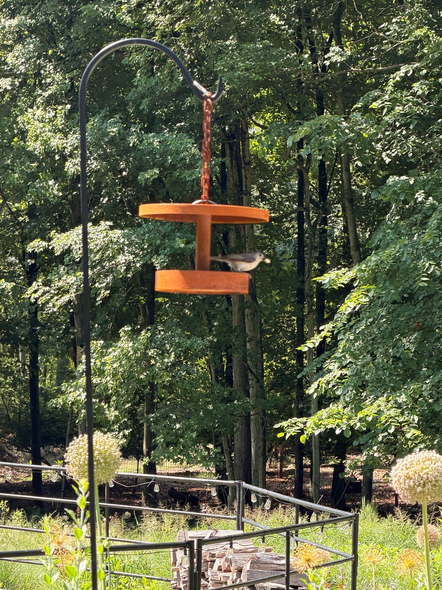 Modern Bird Feeder