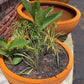 Large Corten Bowl Planter