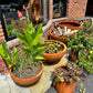 Corten Steel Bowls - Planter/Firepit/Water