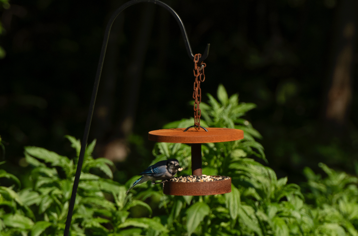Curva Modern Bird Feeder